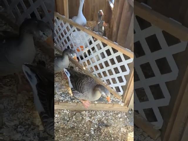 Good morning! Let’s check for eggs! #goosehouse