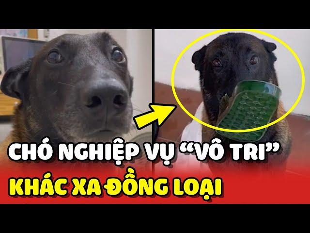 Chú chó nghiệp vụ "VÔ TRI" khác xa vẻ NGẦU LÒI của đồng loại  | Yêu Lu