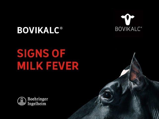 Bovikalc® - Signs of milk fever