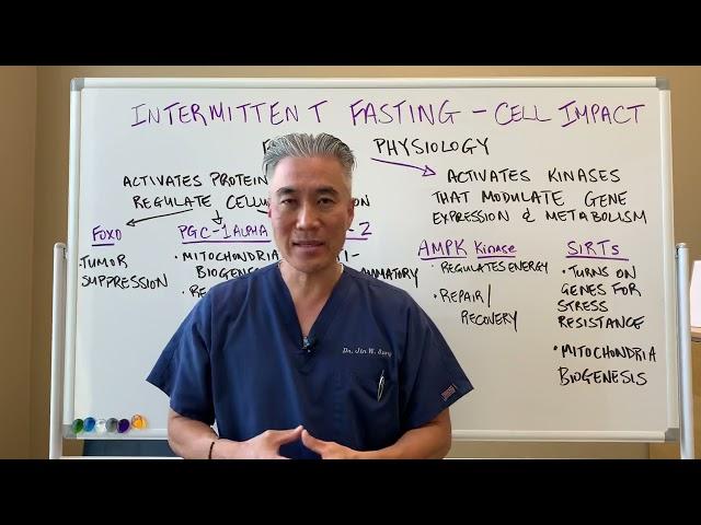 Intermittent Fasting---Cellular Impact-Fasting Physiology