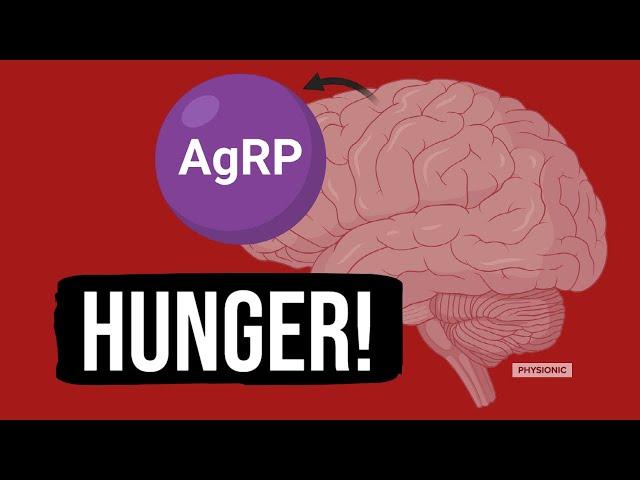 EX: Understanding Hunger and Neuroprotein AgRP