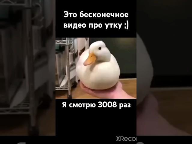 Бесконечное видео про утку ;) ️ #утка #funny #memes #мем #shortvideo #shortsvideo #shorts