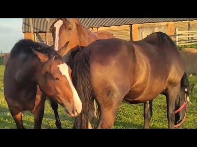 The stallion smelled a young mare । Beautiful Horse meeting