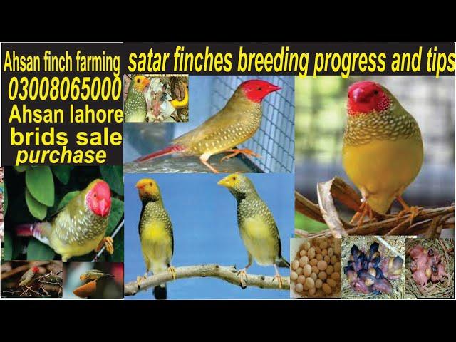 STAR FINCH BREEDING/STAR FINCH FARMING/star finches breeding tips/star finch care/star finch singing