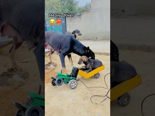 John Deere tractor, heavy driver dog️‍￼￼￼#nishudeswalstunt #modifiedtoys #toys #dog #stunt