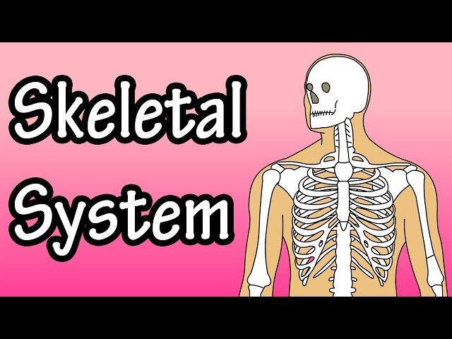 The Skeletal System - Skeletal System Functions - Skeletal System Basics