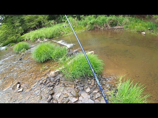 Creek Fishing PA For BIG TROUT In Late Spring (Part 1) #trout #fishing #troutfishing