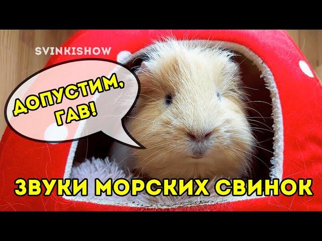 ЗВУКИ МОРСКИХ СВИНОК. Что Они Означают? SvinkiShow