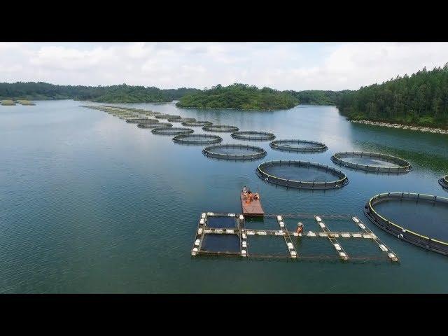 Aquaculture and the environment
