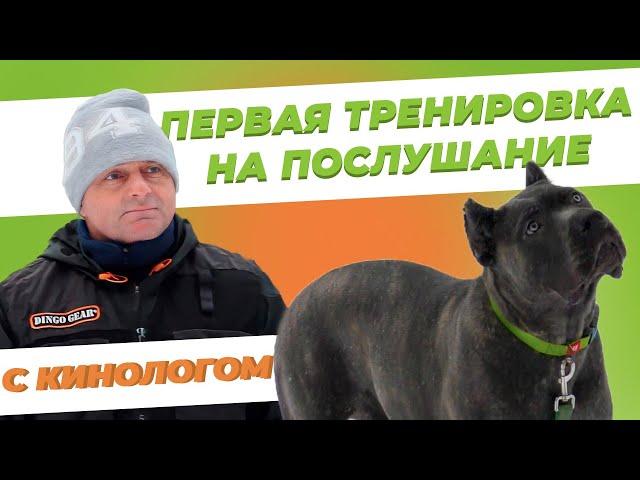 Первая тренировка собаки - Занятие с кинологом - Тренировка на послушание - Дрессировка собаки