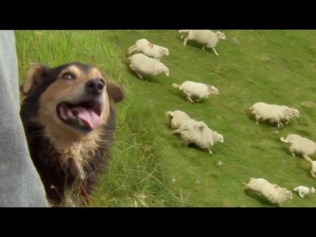 Welsh Shepherd Dogs at Their Finest | BBC Earth