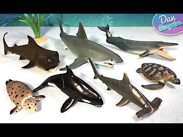 15 SEA ANIMALS NAMES - Great White Shark Whale Manta Ray Beluga Turtle