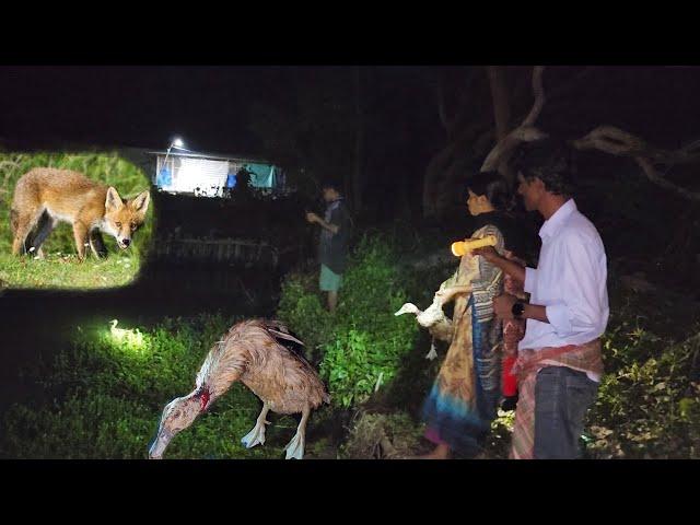 Wild Fox Attack On Ducks & Swans Last Night At Our Farm.