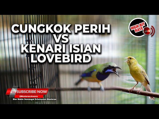 Masteran Versus Cucak Cungkok Super Gacor Isian Pedas vs Kenari Isian Lovebird Panjang