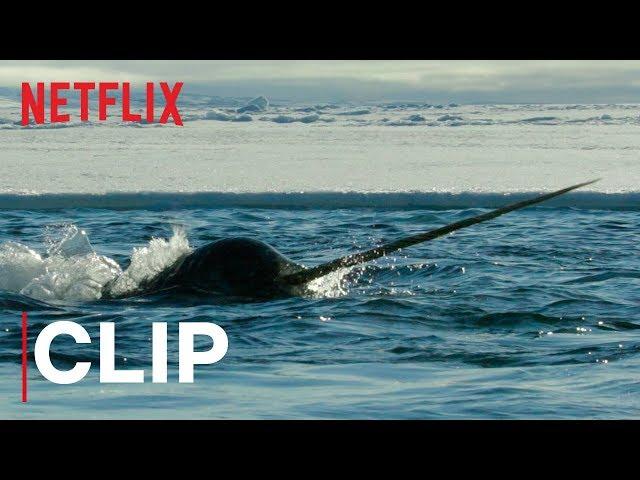 Our Planet | Narwhals | Clip | Netflix