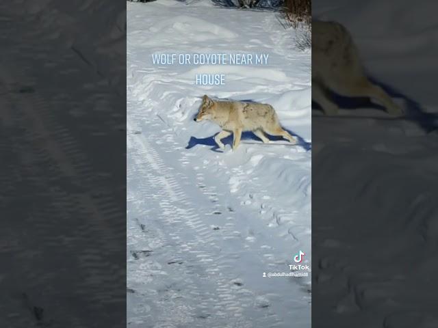 Sunnyside Coyote or Wolf decide it was a neighbor #yyc #canada #canadalife #calgary