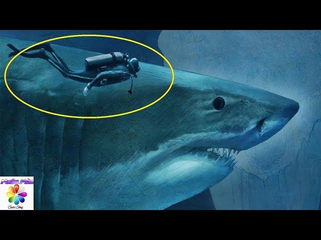 5 Lần Cá Mập Khổng Lồ Megalodon Vô Tình Được Camera Quay Lại Ngoài Đời Thật - Muôn Màu Cuộc Sống