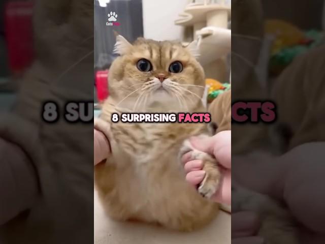 8 surprising cat facts that you may not know about‼️