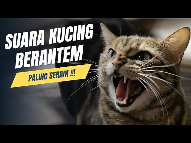 Suara Kucing Berantem || Auto Paling Seram