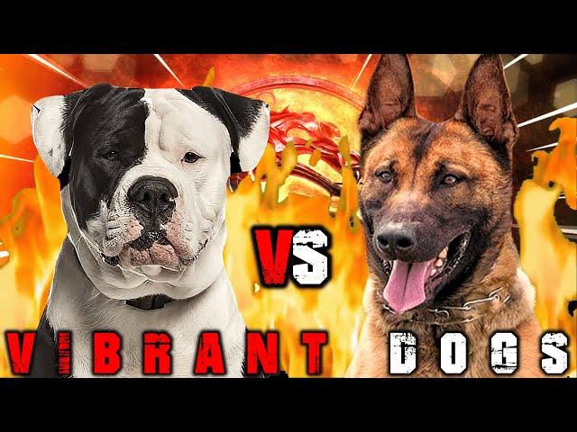 American Bulldog vs Belgian Malinois | Belgian Malinois vs American Bulldog | Billa Boyka |