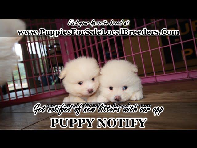 Yorkie, Morkie, Poodle, Maltipoo, Pomeranian, Puppies For Sale, Atlanta, Georgia Local Breeders