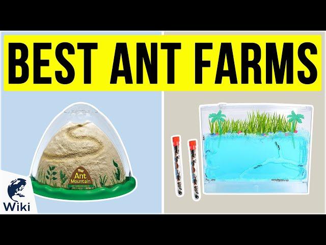 10 Best Ant Farms 2020