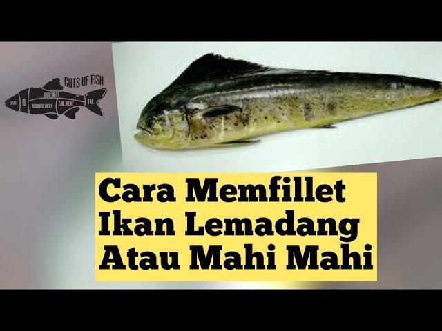 Cara Memfillet Ikan Lemadang