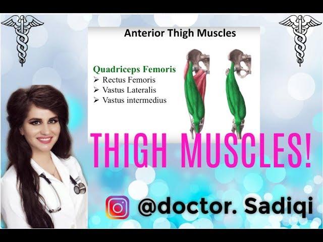 LEARN ANTERIOR THIGH MUSCLES UNDER 4 MINUTES!!!