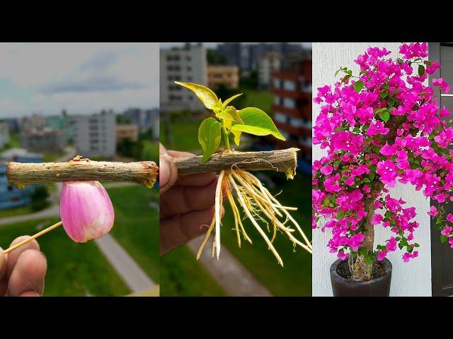 Bougainvillea cuttings | How to grow Bougainvillea from cuttings | bougainvillea plant propagation