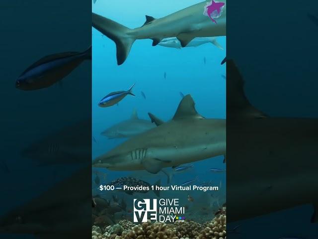 Give Miami Day #wildlife #marinebiologist #marineanimals #oceanscience #animals #marinemammals