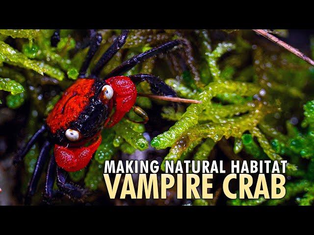 How to Build Vampire Crab Paludarium for Geosesarma hagen & dennerle