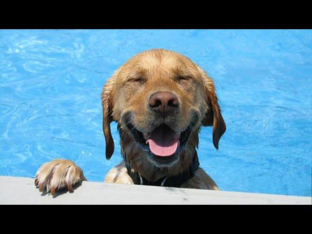 Funniest Dogs Playing with Water Compilation of 2024