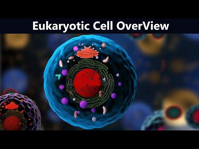 Eukaryotic Cell Brief View | Structure And Function (Urdu/Hindi)