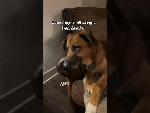 Dogs grieve just like humans do ️