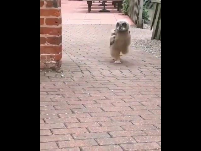 Cute Innocent Owl in Playing mood