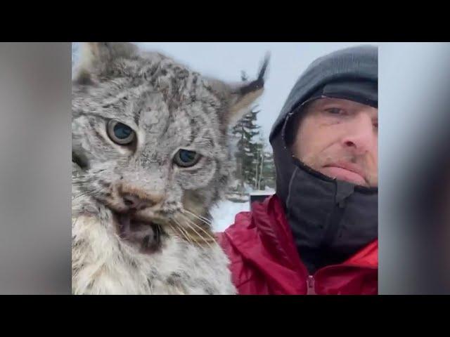 Farmer lectures a lynx after it attacked his chicken coop in British Columbia