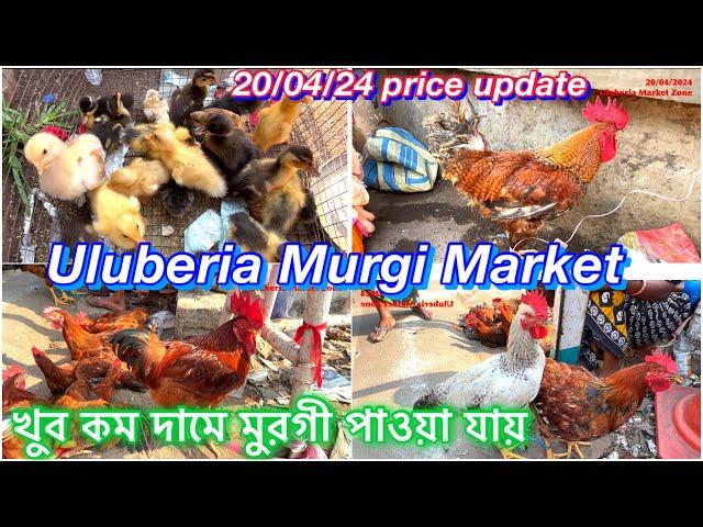 Uluberia Murgi Market, Uluberia Pet market 20/4/24 update price today #cheapestprice #pet #murgi