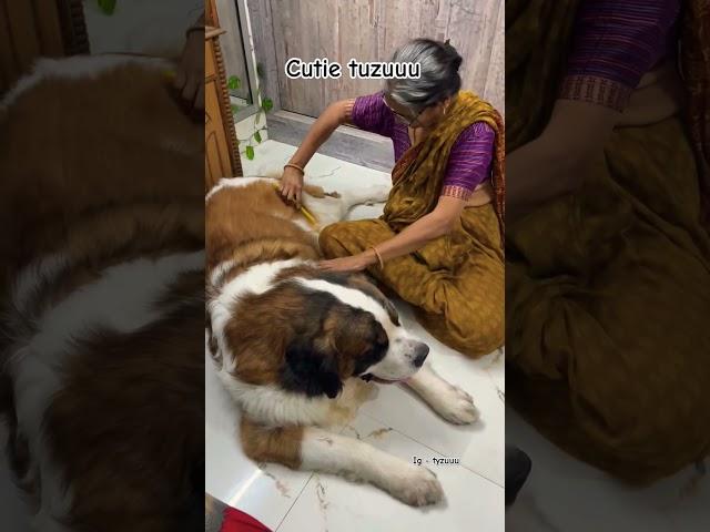 Tyzuuu getting helped by her Nani  #love #tyzu #cutedog