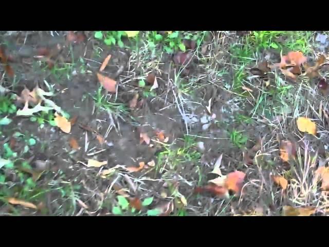 ANTLERDREAMER Productions - HUGE Deer/Buck Scrap in RUT