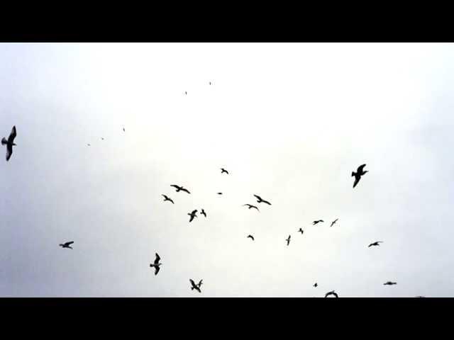 The Cinematic Orchestra | Arrival Of The Birds and Transformation