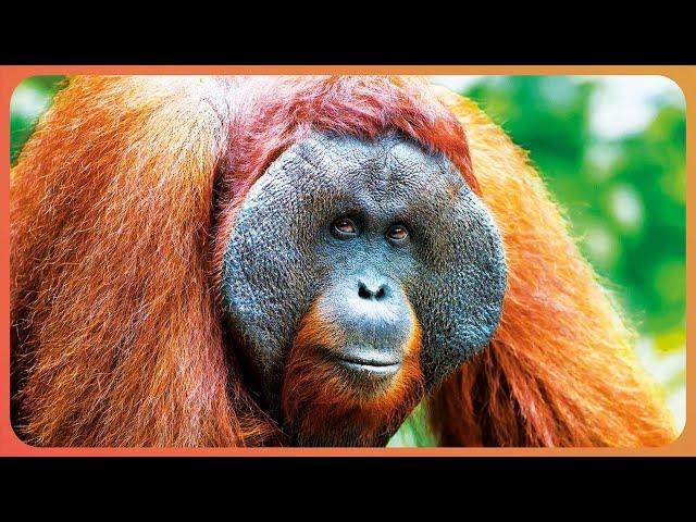 Are Orangutans The Most Intelligent Primate In The Animal Kingdom? | WILD ASIA | Real Wild