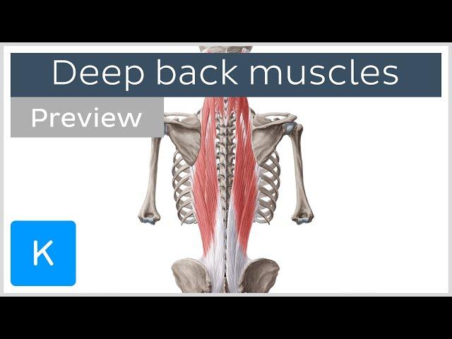 Deep muscles of the back: attachments, innervation and functions (preview) - Human Anatomy | Kenhub