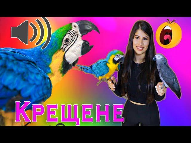 Как да ДРЕСИРАМ папагал да не КРЕЩИ? Как да отуча папагал от ВИКАНЕ?/How to reduse parrot screaming?