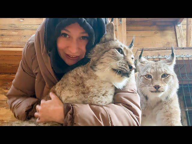 RESCUE LYNX DIDN'T RECOGNIZE ME / Singapore Cat Hides Kittens