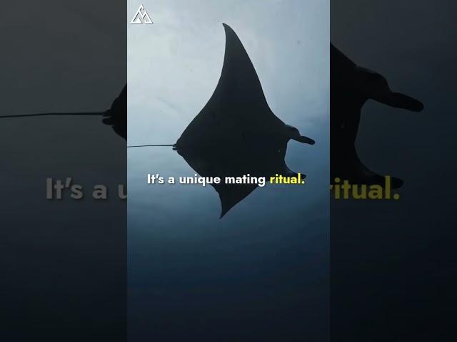 Manta Rays: The Flying Marvels of the Ocean | #facts #shorts @Marinelifesecrets