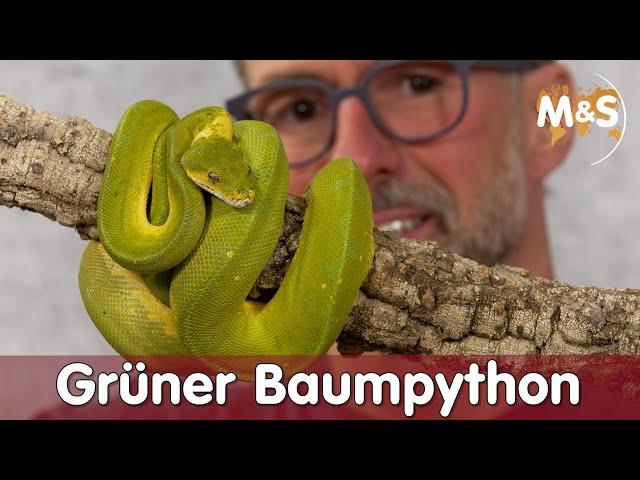 Grüner Baumpython umbenannt! | Morelia azurea | Reptil TV