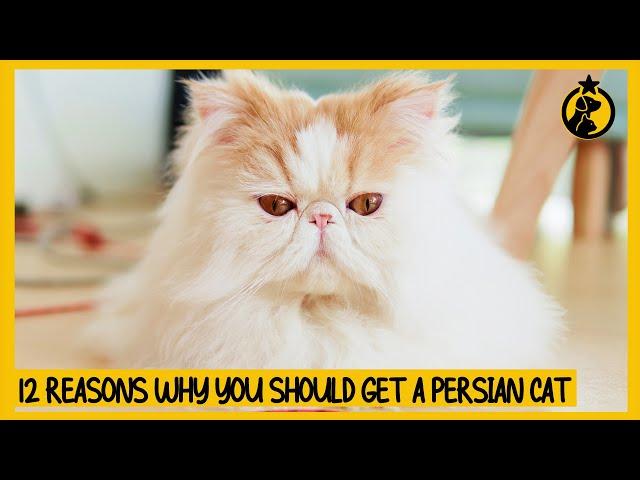 12 Reasons Why You Should Get a Persian Cat