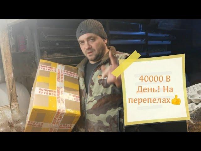 Заработать 40000 в день на перепелах, реально!! Как продавать мясо и куда? Мой рабочий день