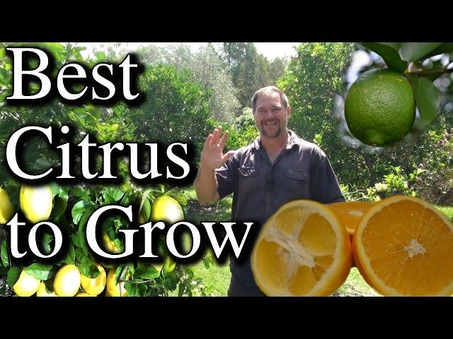 Top Five Citrus Fruit Trees To Grow in Your Backyard