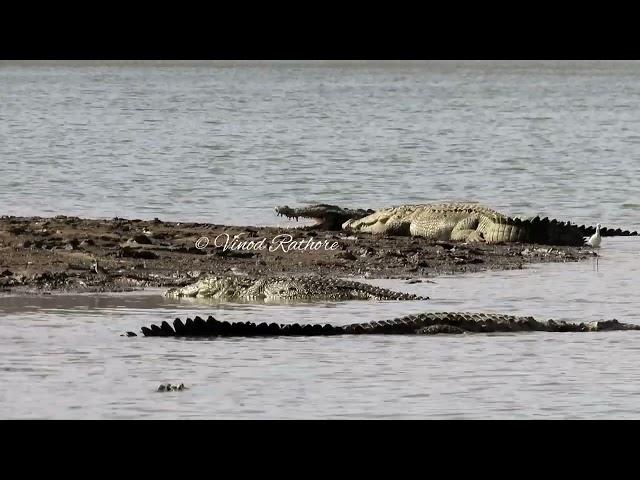 jawai biggest animal Crocodile | jawai leopard Safari | jawai bandh | jawai leopard hill |